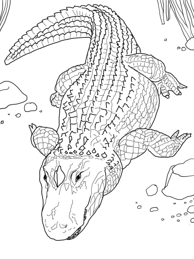 80 Printable Coloring Pages Alligator 65