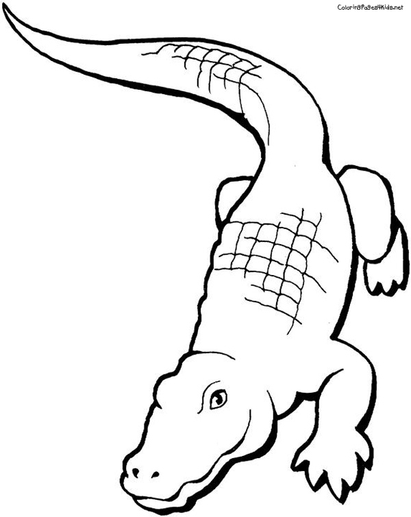 80 Printable Coloring Pages Alligator 66