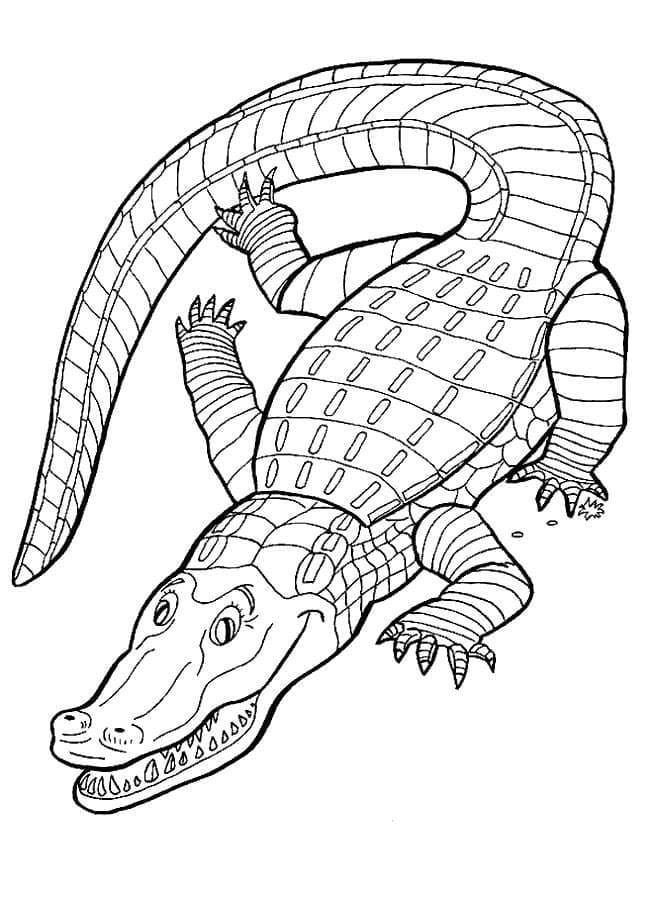 80 Printable Coloring Pages Alligator 68