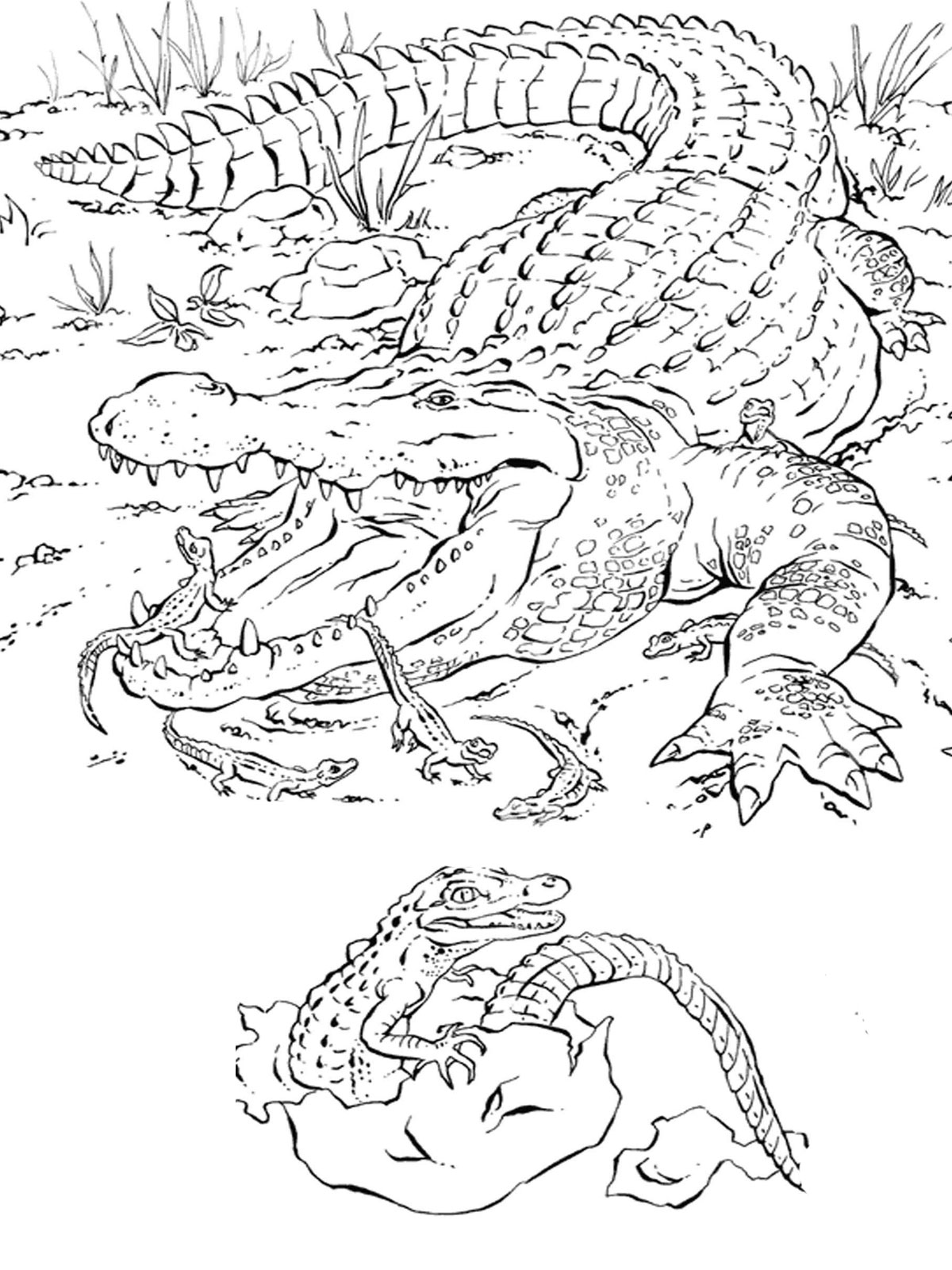 80 Printable Coloring Pages Alligator 81