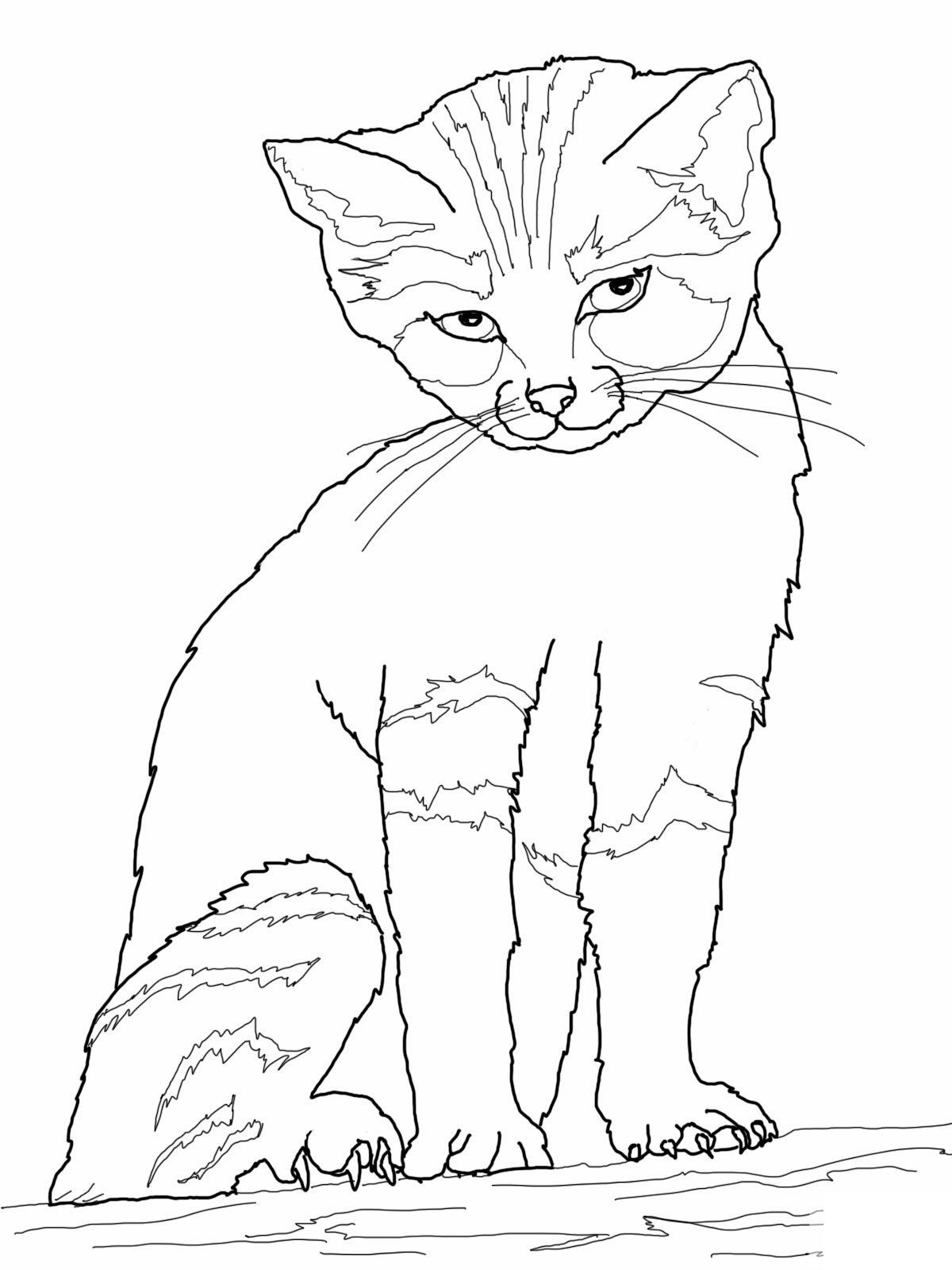 80 Printable Realistic Cat Coloring Pages 12