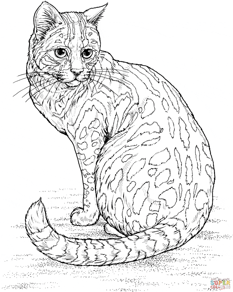 80 Printable Realistic Cat Coloring Pages 16