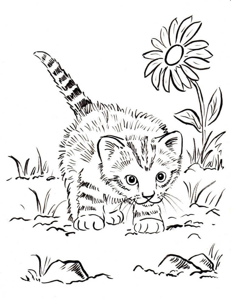 80 Printable Realistic Cat Coloring Pages 18