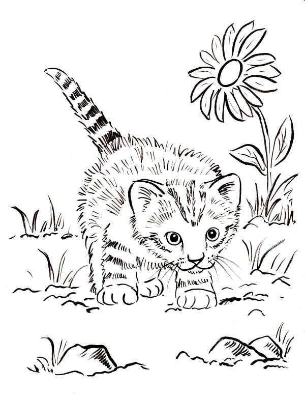 80 Printable Realistic Cat Coloring Pages 71