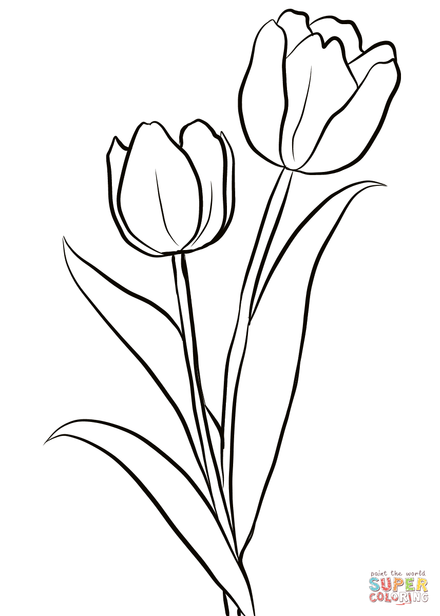 80 Printable Tulip Coloring Pages 66