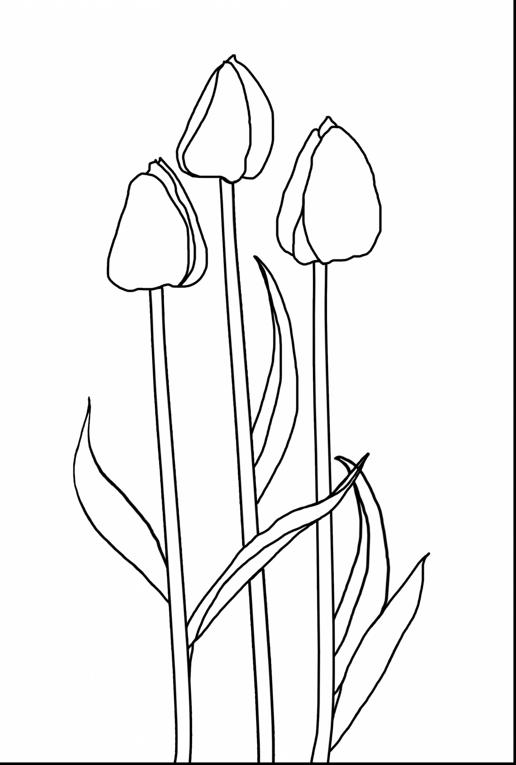 80 Printable Tulip Coloring Pages 67