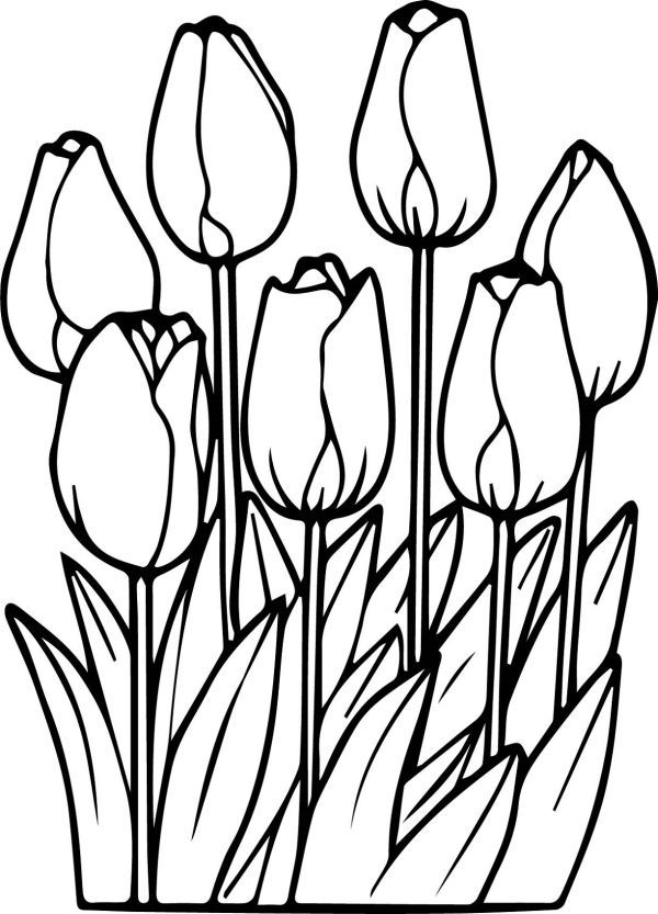 80 Printable Tulip Coloring Pages 69