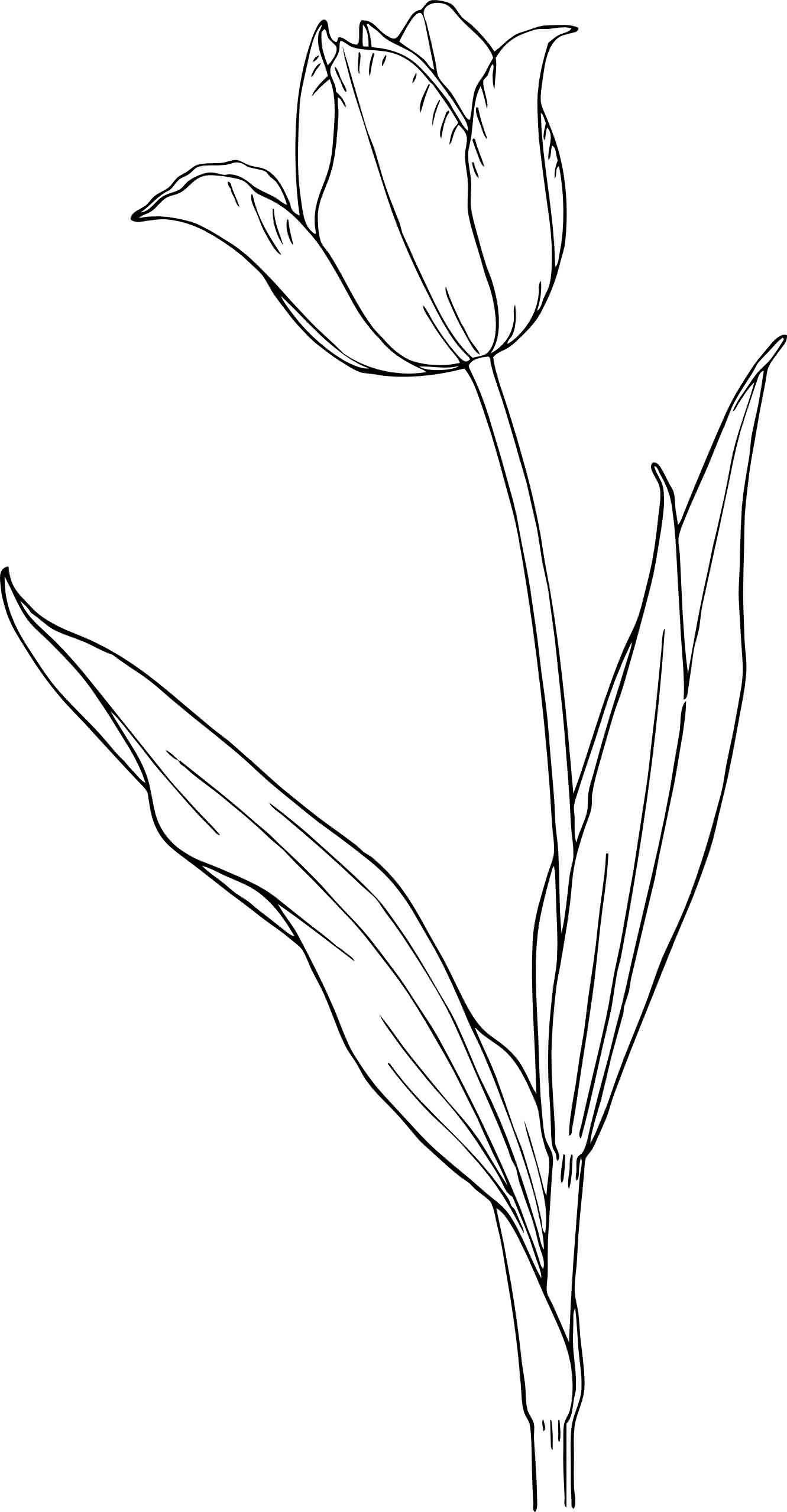 80 Printable Tulip Coloring Pages 70