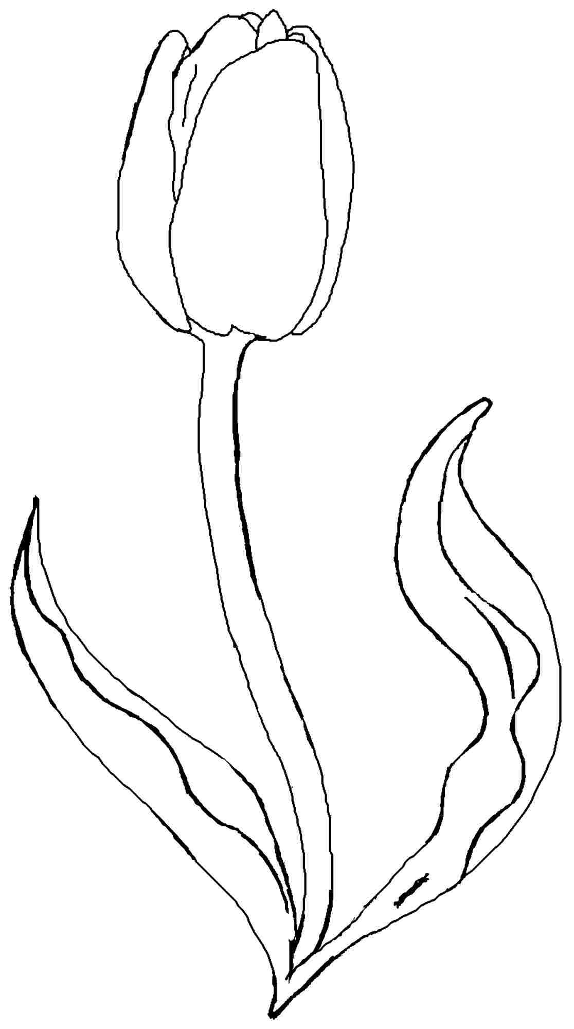 80 Printable Tulip Coloring Pages 72