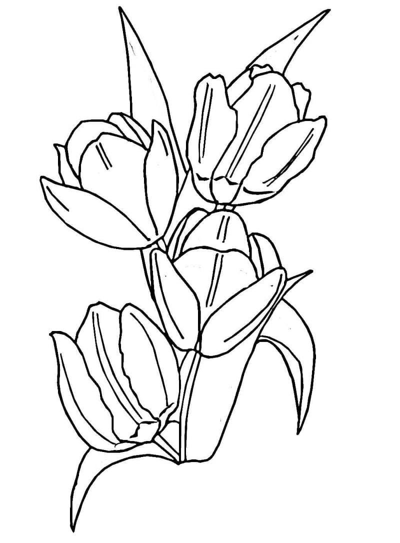 80 Printable Tulip Coloring Pages 76