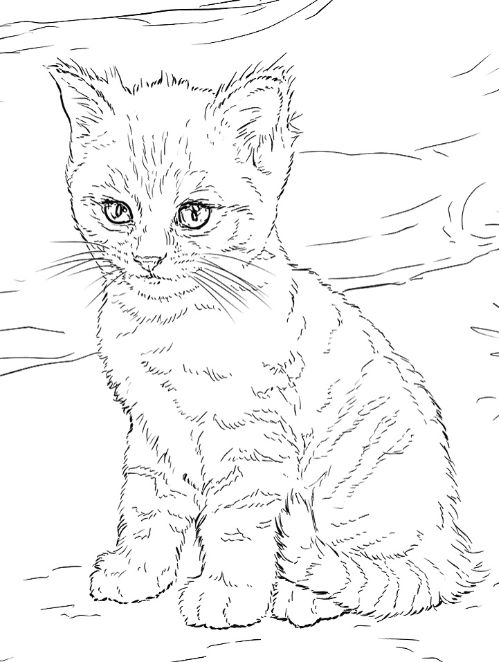 60 Printable Kitty Cat Coloring Pages 44