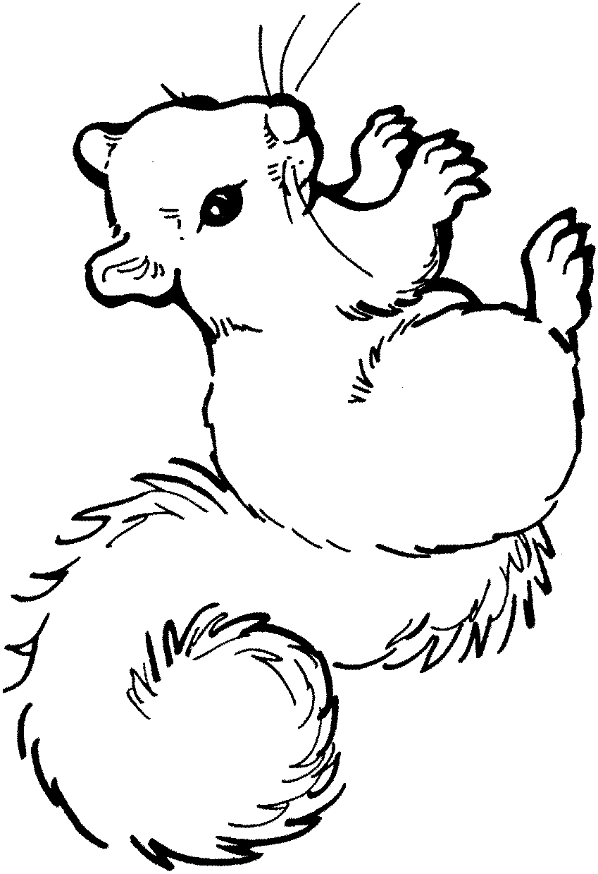 60 Printable Squirrel Coloring Pages 4