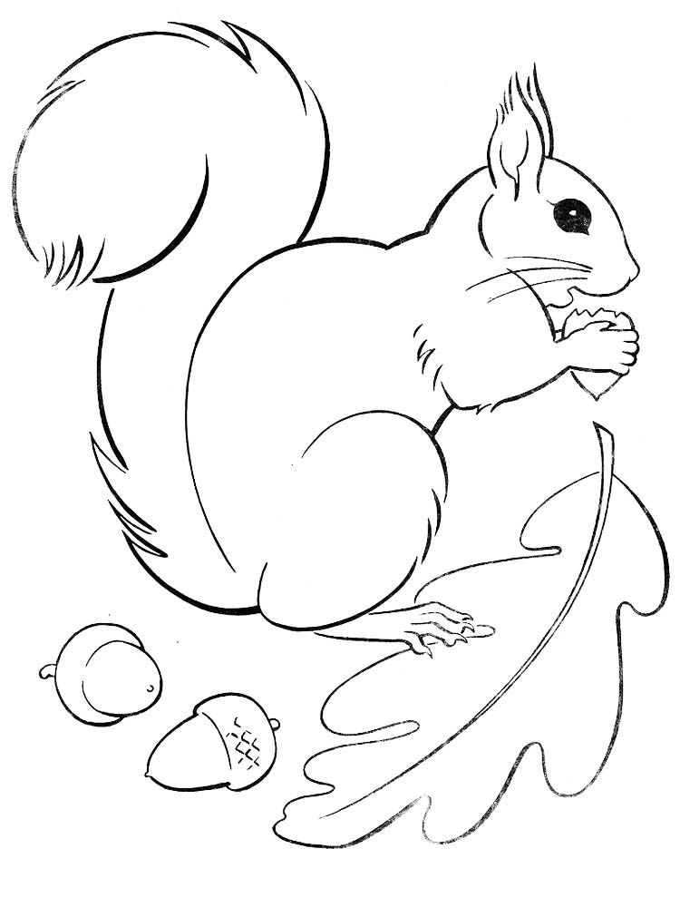 60 Printable Squirrel Coloring Pages 40