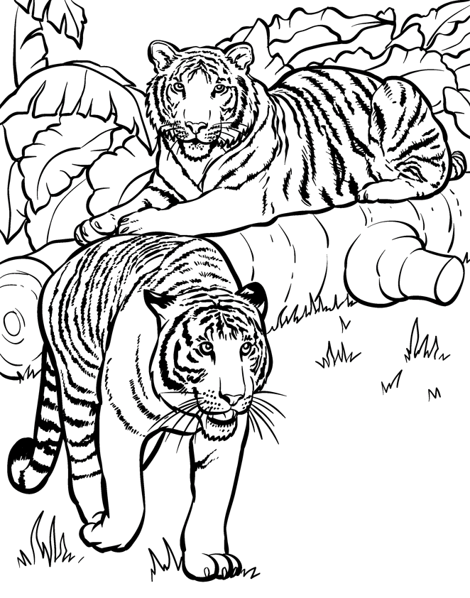 Save 60 Wild Animals Coloring Pages Ideas 1