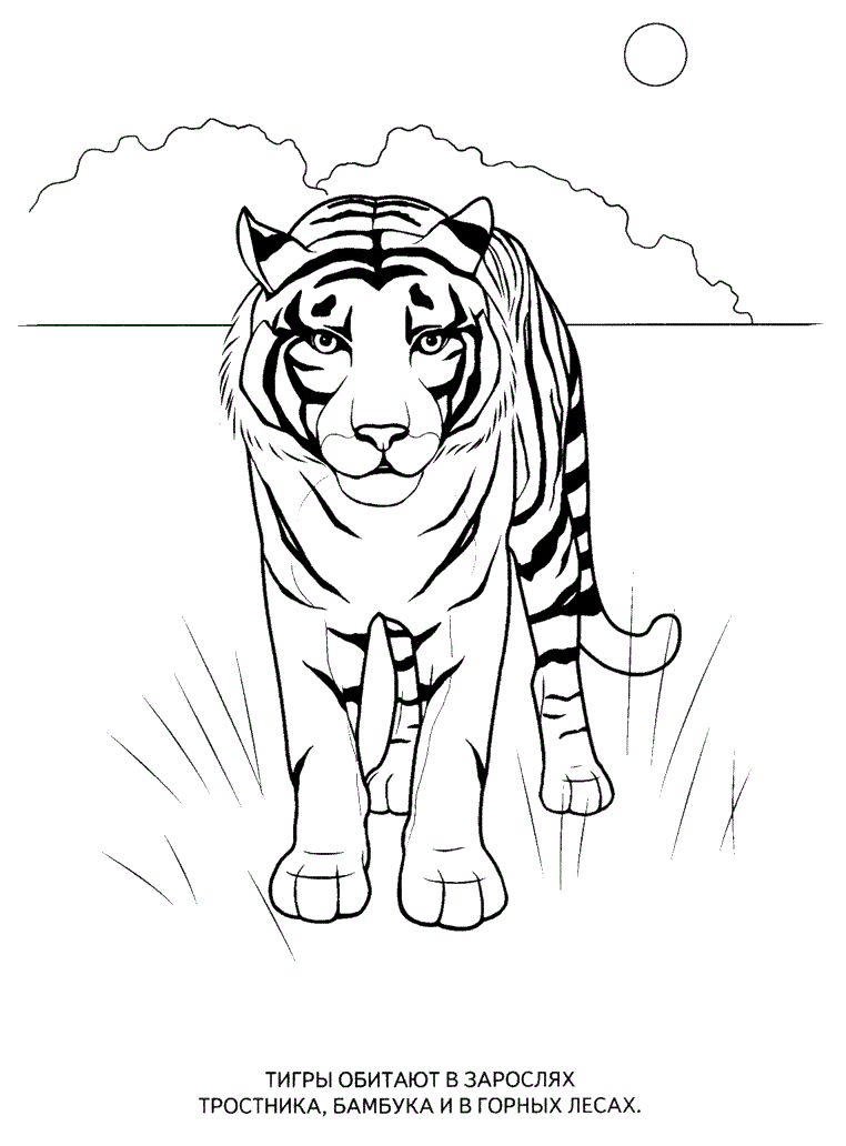 Save 60 Wild Animals Coloring Pages Ideas 23